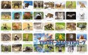 Gra Memory - Fauna Polski