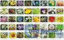 Gra Flora Polski memory
